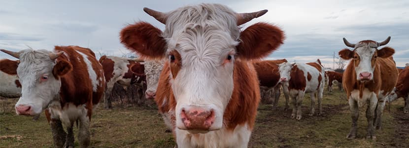 Descenso en las ventas de antibióticos