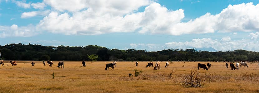 Nicaragua exportará ganado bovino hacia México