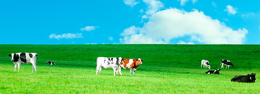 Castilla y León anticipa las ayudas a vacas de leche y nodrizas