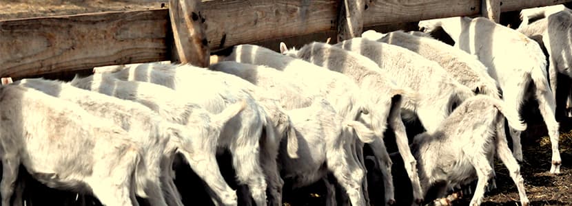 El Chaco envía su segunda partida de carne caprina a Sri Lanka