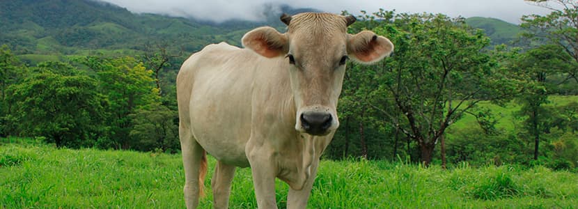 Sube la producción de leche en México