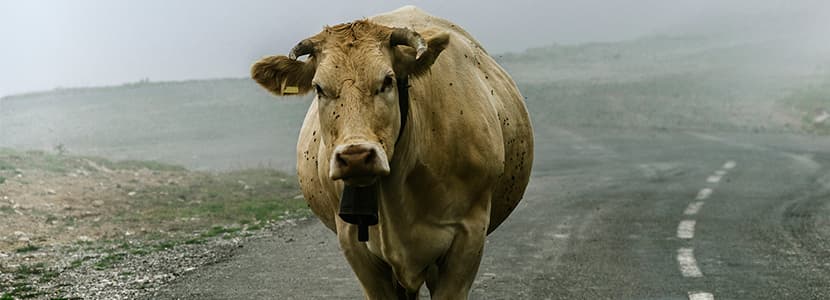 Campaña de vacunación contra lengua azul en Navarra