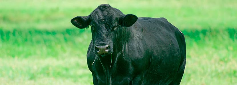 España solicita a la CE la activación de medidas para el sector del vacuno de carne