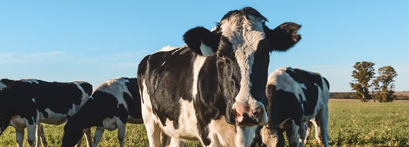 Argentina alcanza el mayor registro de producción de leche anual en los últimos 5 años