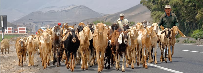 Piura, primera región productora de carne de cabra en Perú