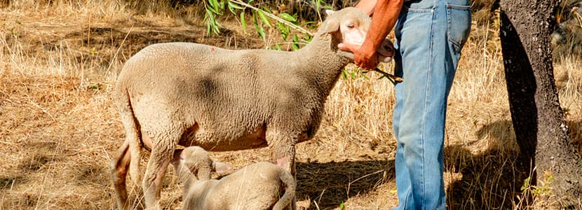 Subida interanual del precio de la leche de oveja