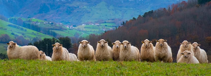 Premio a la mejor explotación de ovino de leche en Euskadi