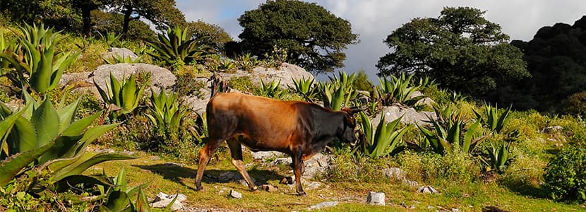 Aumento de la producción de carne de res en México