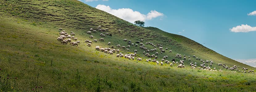 Trashumancia en Castilla y León
