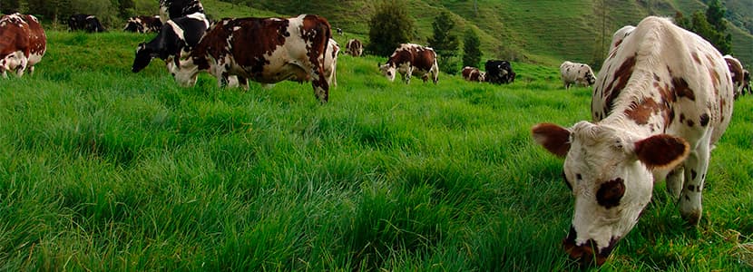 Leche y derivados lácteos colombianos con destino a Libia