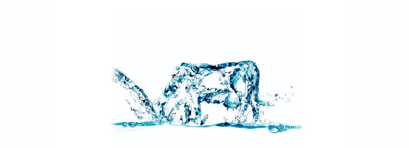 Importancia del agua en las explotaciones bovinas