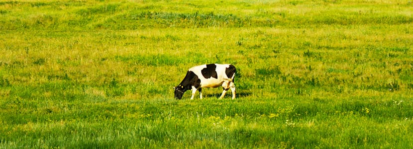 Veterinario herido durante el saneamiento ganadero en Lugo
