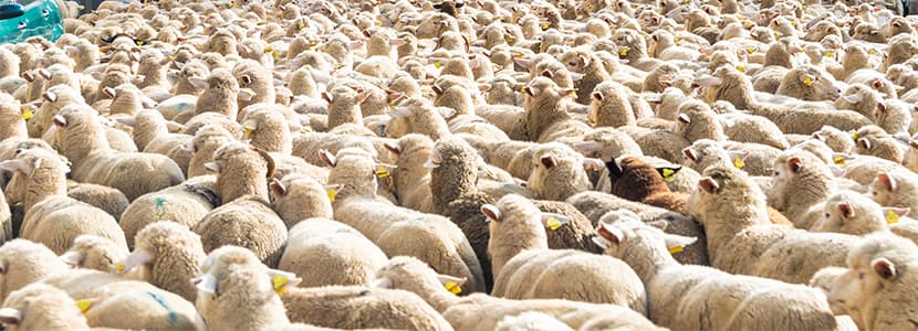 Abono de las ayudas al ganado ovino en Castilla y León