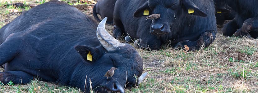 Primer Manual de Bienestar animal en Colombia