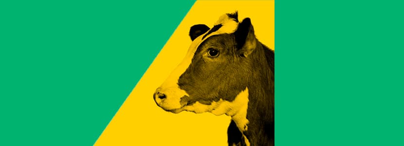 Dietas altas en almidón: ventajas y riesgos de su uso en vacas lecheras