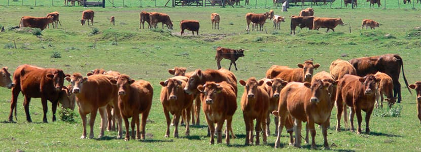 Vacunación contra fiebre aftosa y brucelosis en el Chaco