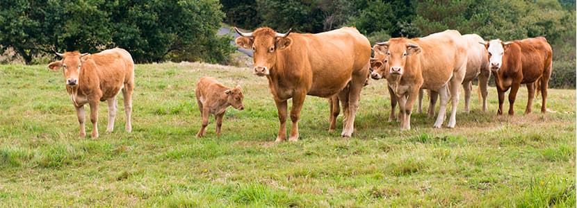 Solicitud de Galicia como región oficialmente libre de tuberculosis bovina