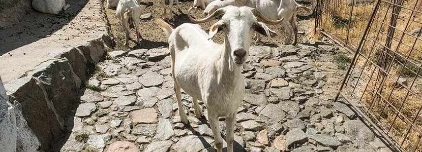 Detección del Serotipo 1 del virus de la lengua azul en Huelva