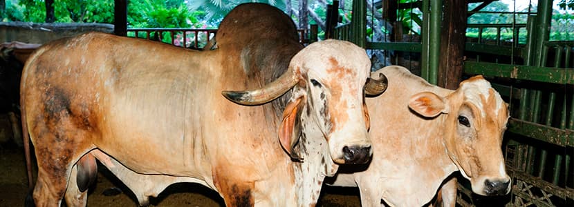 Exportación de ganado vivo colombiano hacia Oriente Medio