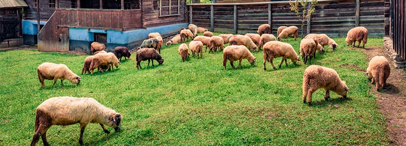 Proyecto Eurosheep: nutrición y rentabilidad ovina