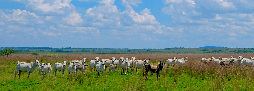 Reducción del faenado bovino en Paraguay