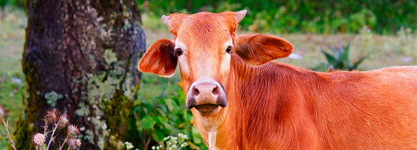 Impacto económico de la rabia paralítica bovina en México
