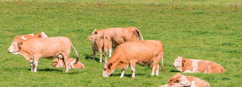 Claves para la elección de un simmental