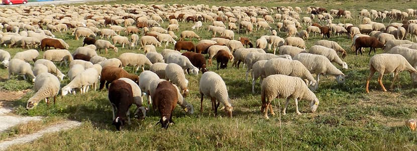 Subida del precio de la leche de oveja en Castilla y León