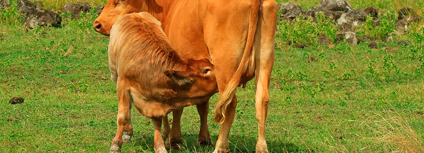 La exportación de carne bovina en Los Lagos (Chile) crece un 15%