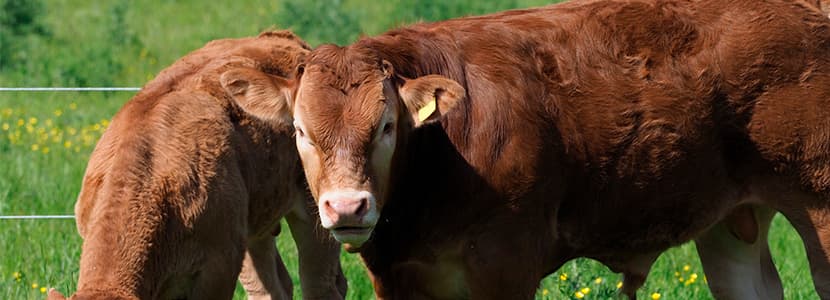 ¿Qué es el rumen y cuál es su función?