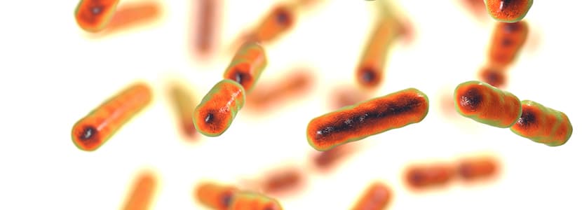 Prevalencia de Bacteroides fragilis en el ganado ovino