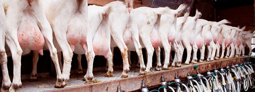 Guanajuato pretende ser el primer productor de leche caprina en México