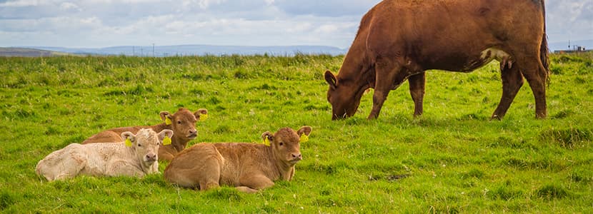 IGP Irish Grass Fed Beef, estatus especial para la carne irlandesa