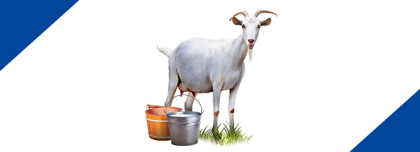 El precio de la leche de cabra supera al de oveja