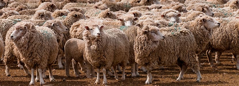 Aumento de las exportaciones de ganado ovino en Argentina