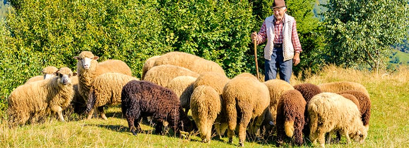 Prácticas abusivas con los pastores de leche de oveja