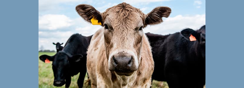 Aportaciones de la veterinaria a la medicina humana