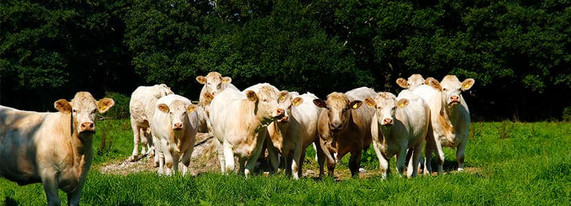 Nuevas razas en la IGP Carne de Cantabria