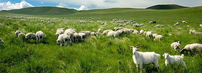 Primera exportación de reproductores de ACRIFLOR