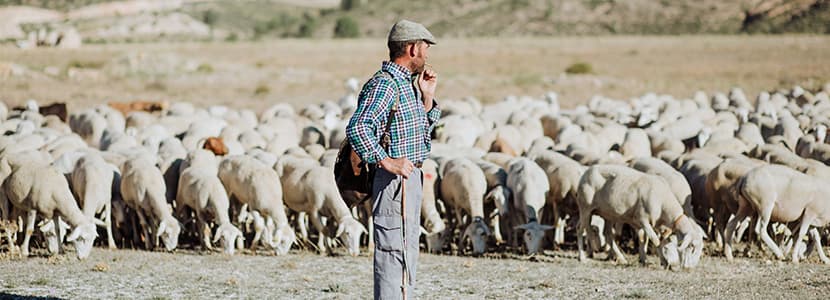El sello “Animal Welfare INTEROVIC Spain” a disposición del sector y la sociedad