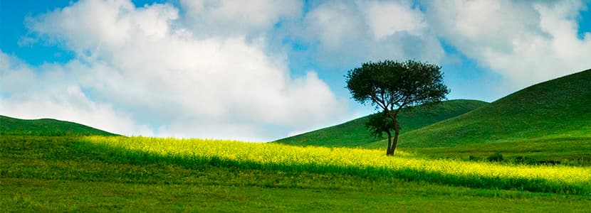 Renovación y recuperación de una pradera, ¿es lo mismo?
