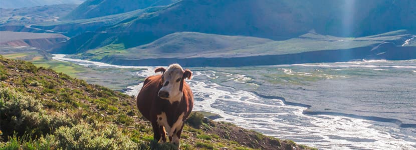 Caída del consumo de carne en Argentina