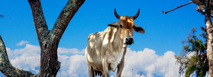 Brotes de estomatitis vesicular en Arauca y Arauquita