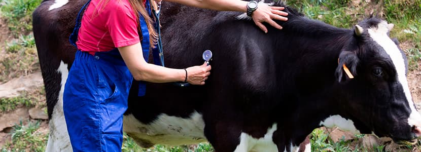 La OCV demanda la vacunación urgente de los veterinarios como sanitarios que son