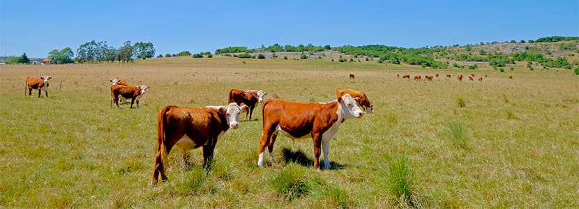 Inmunización contra la fiebre aftosa en Uruguay