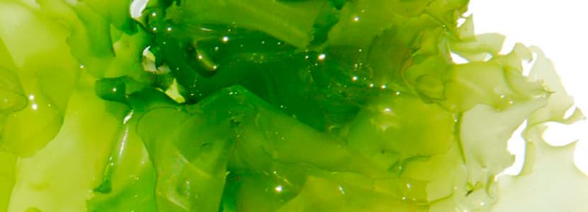 Las algas como alimento en producción de rumiantes