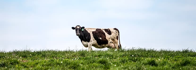 La diversidad microbiana en los rumiantes