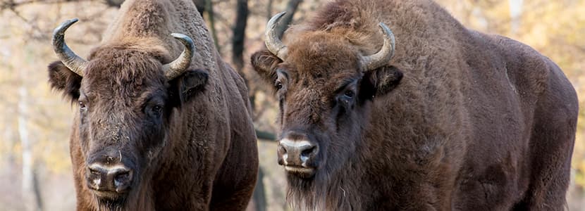 Efecto de la población de bisonte europeo en un robledal de la Cordillera Cantábrica