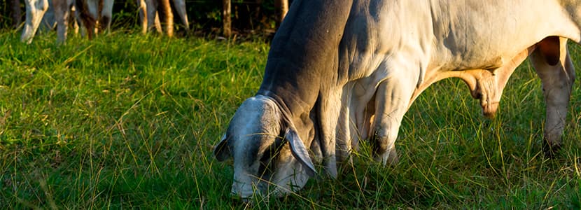 Afecciones adquiridas en el aparato genital masculino bovino