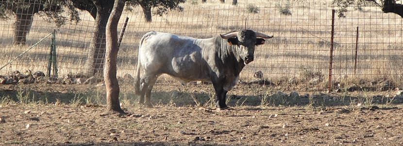 La raza Cárdena Andaluza